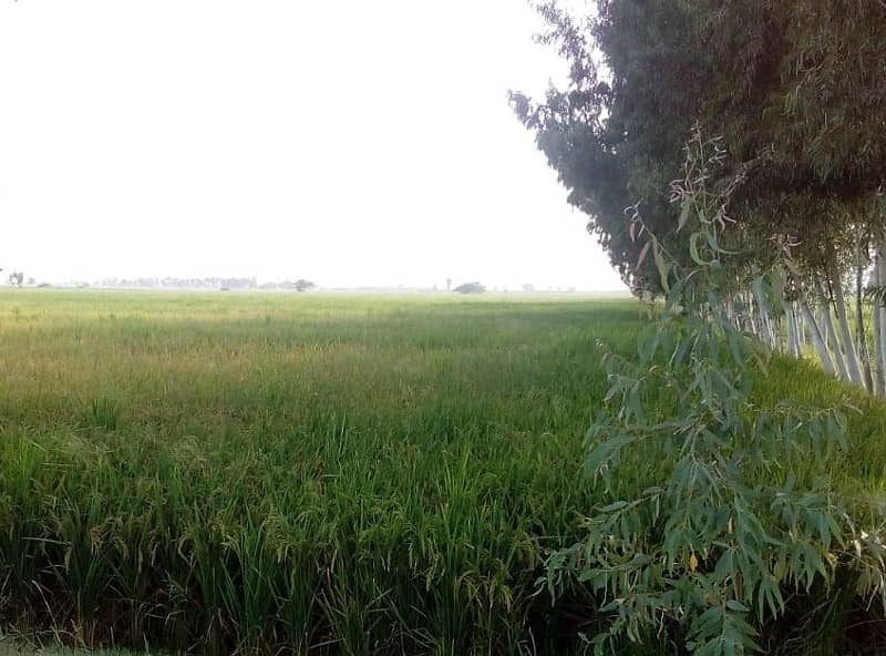 125 acre agricultural Land available for Sale on Sheikhupura Mareed ka road 3