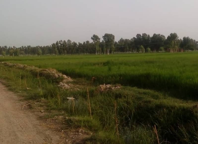 125 acre agricultural Land available for Sale on Sheikhupura Mareed ka road 5