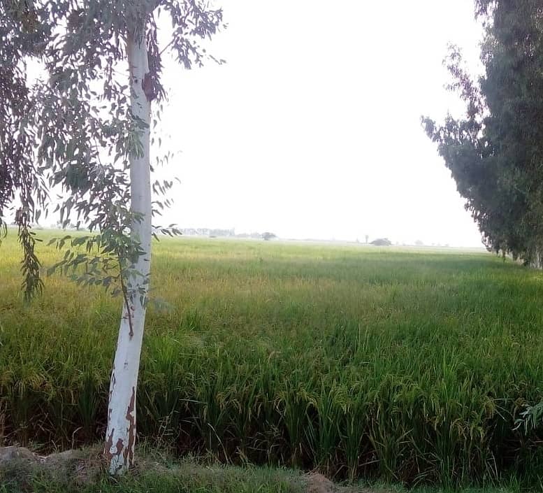 125 acre agricultural Land available for Sale on Sheikhupura Mareed ka road 6