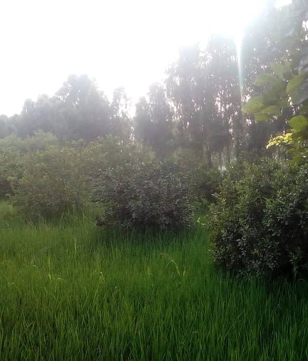 125 acre agricultural Land available for Sale on Sheikhupura Mareed ka road 7