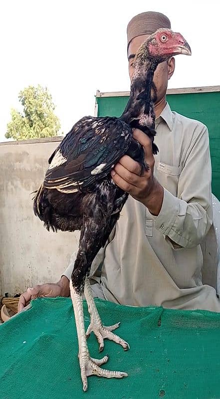 Good Height Sindhi Aseel Quality Male 3