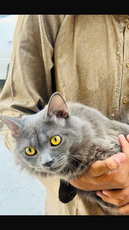 persian Male stud cat for matting purpose… 3