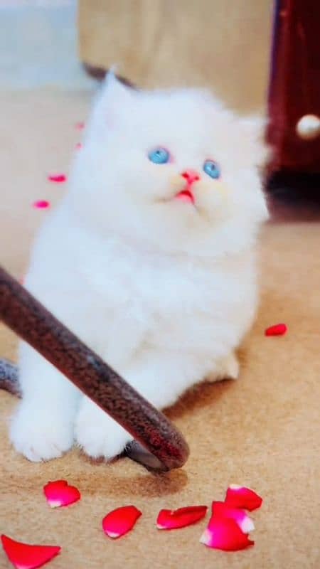 Persian kittens | triple Coated | Punch Face kittens For Sale 1