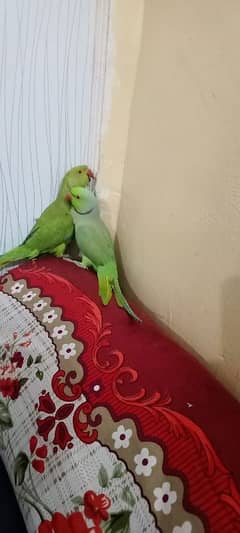 Parrots