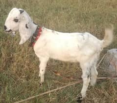 Beautiful pregnant goats and male kid for sale