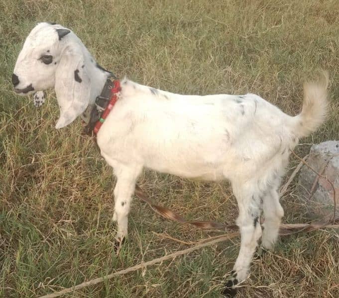 Beautiful pregnant goats and male kid for sale 0