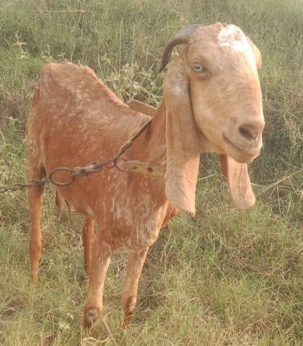 Beautiful pregnant goats and male kid for sale 3