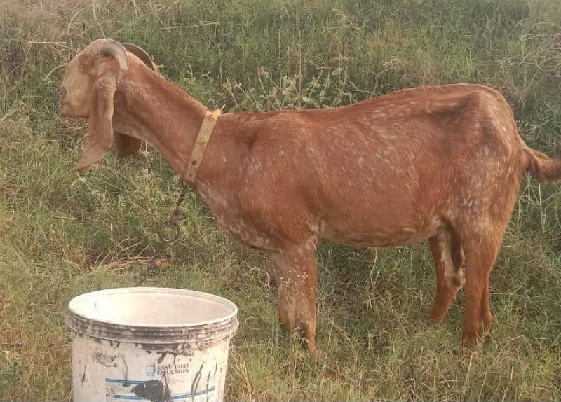 Beautiful pregnant goats and male kid for sale 4