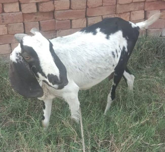 Beautiful pregnant goats and male kid for sale 9