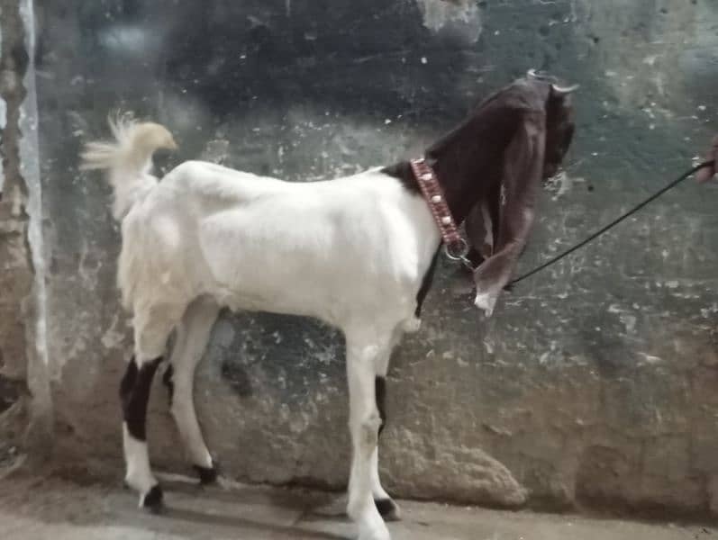 6month bakri for sale 0