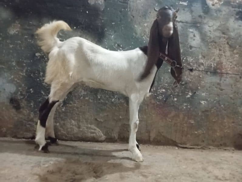 6month bakri for sale 1