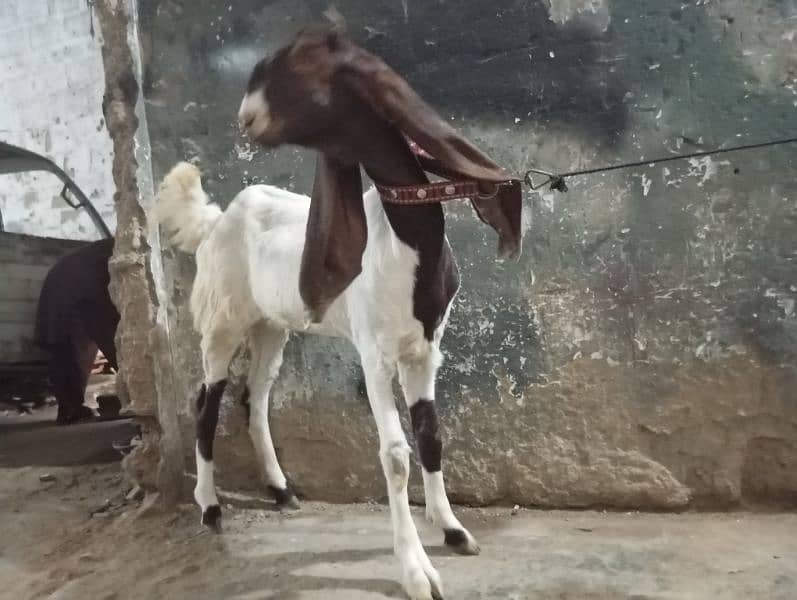 6month bakri for sale 2