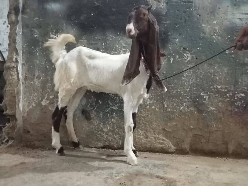 6month bakri for sale 3