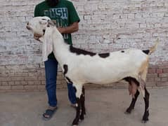 Top class big size beetal bakri for sale