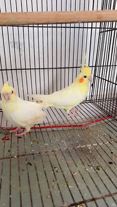 Cocktail chicks pair for sale