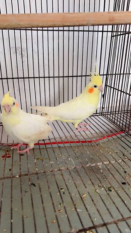 Cocktail chicks pair for sale 0