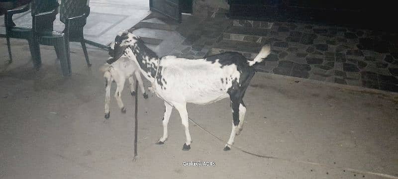 Beautiful pregnant goats and male kid for sale 12