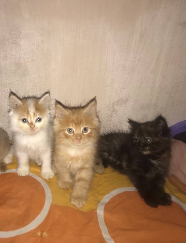 persian kittens 7