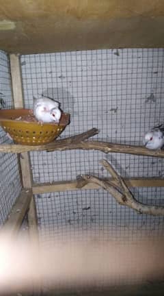 paper white dove female and diamond pied male