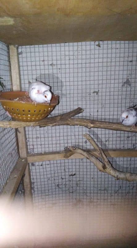 paper white dove female and diamond pied male 1