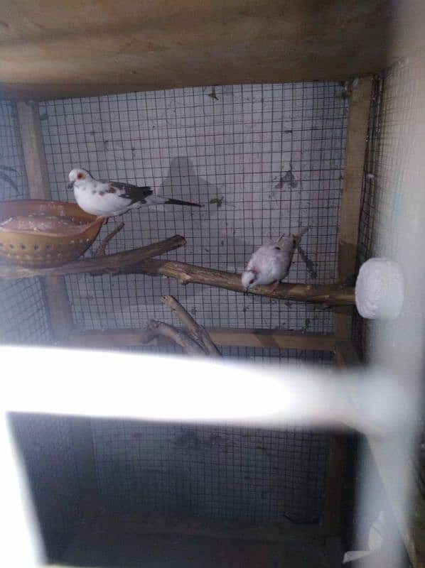 paper white dove female and diamond pied male 2