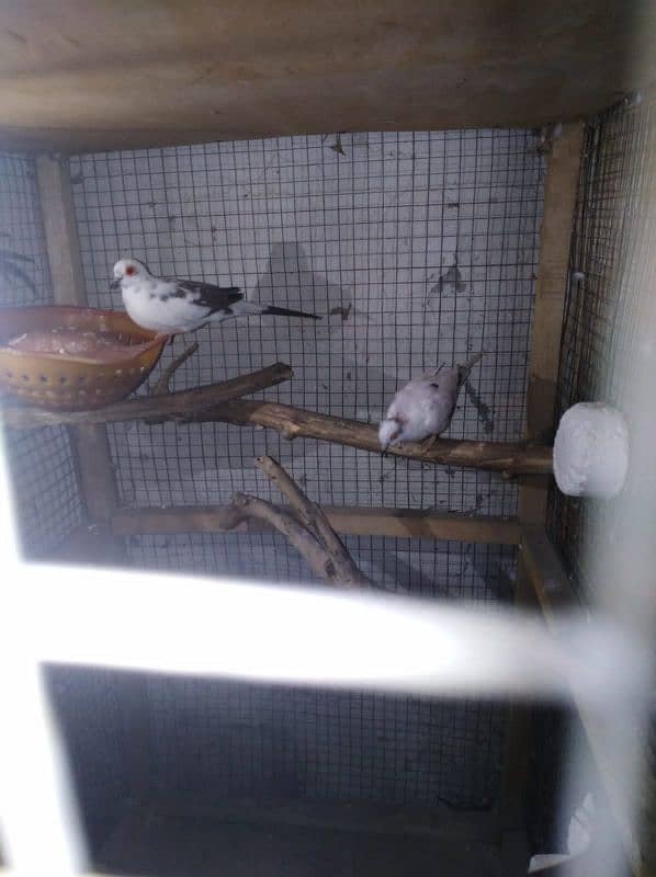 paper white dove female and diamond pied male 3