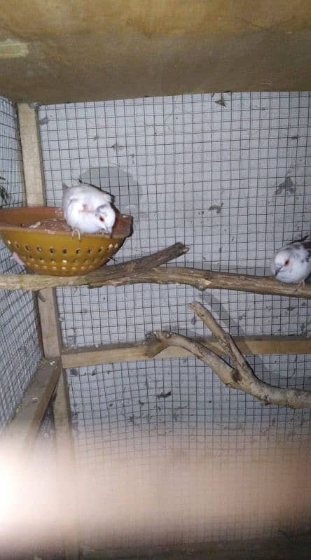 paper white dove female and diamond pied male 4