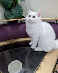 Triple Coat Persian