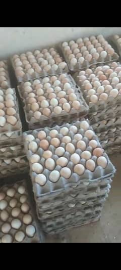 desi golden misri hens eggs