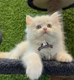 healthy white PUNCHED face kittens available COD 032546_75700