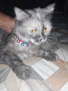 persion cat grey colour   Whatsapp 03014309485