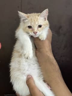 Persian doll face female kitten for sale