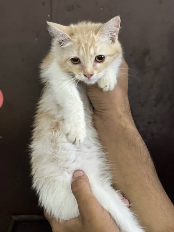 Persian doll face female kitten for sale 1