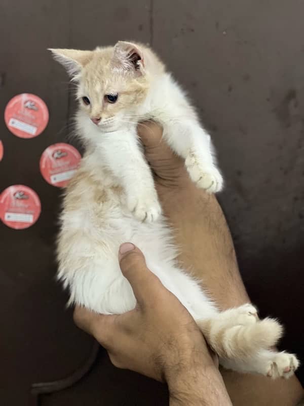 Persian doll face female kitten for sale 2