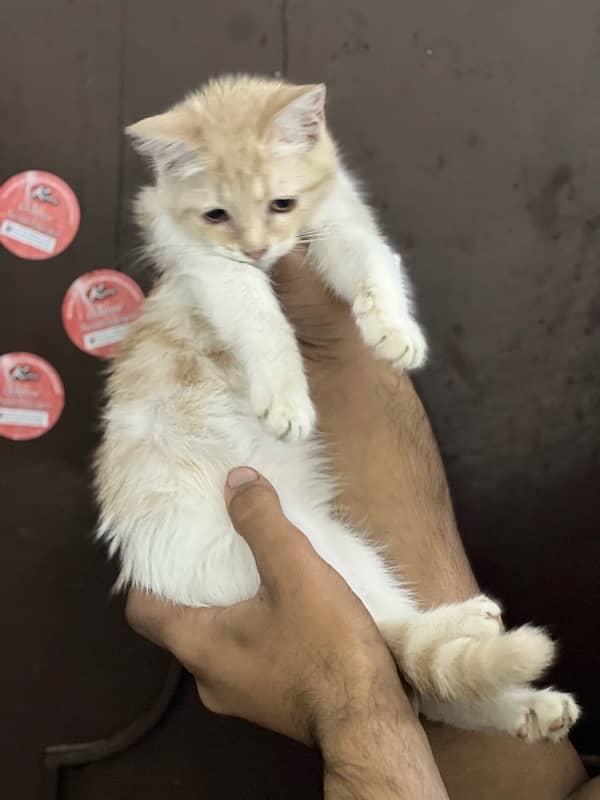 Persian doll face female kitten for sale 3