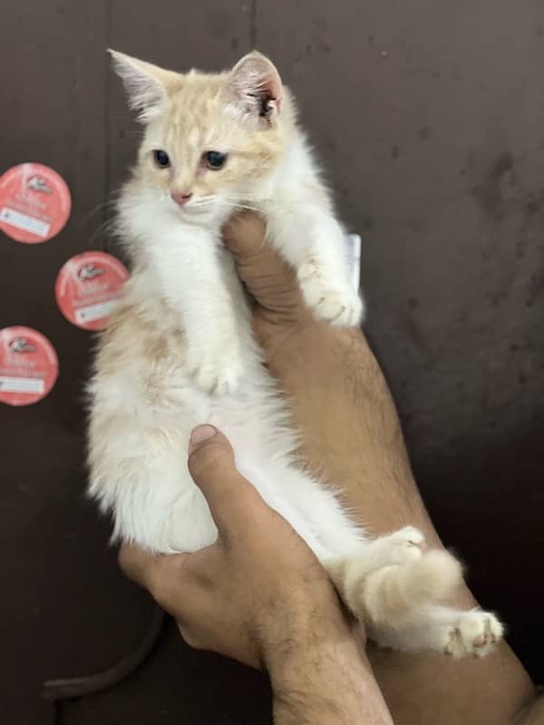 Persian doll face female kitten for sale 4