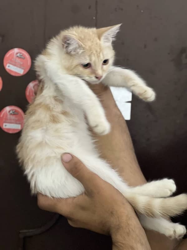 Persian doll face female kitten for sale 5