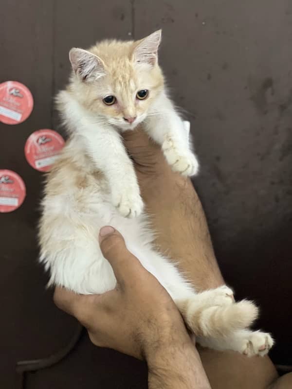 Persian doll face female kitten for sale 9