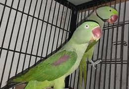 Raw Parrot Breeder Pair