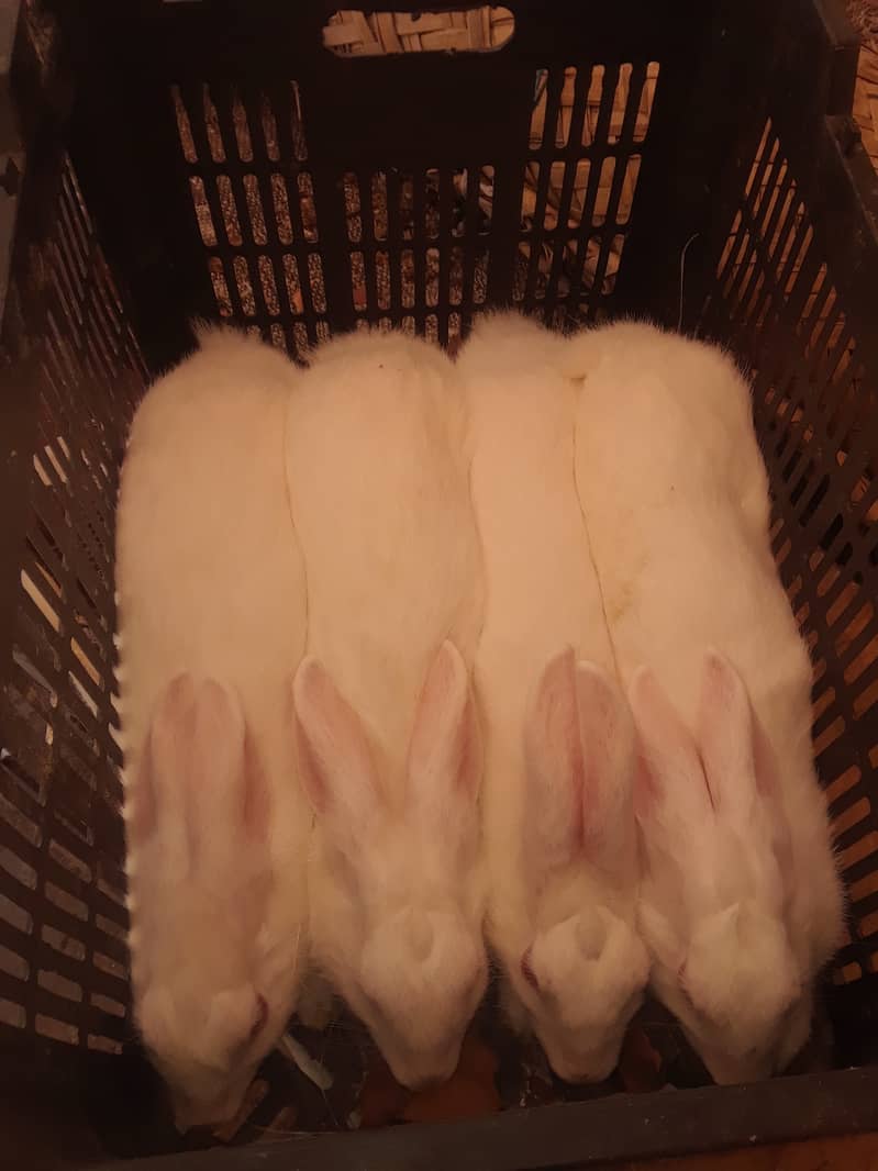 Beautiful breeder rabbits and rabbit babies available 1