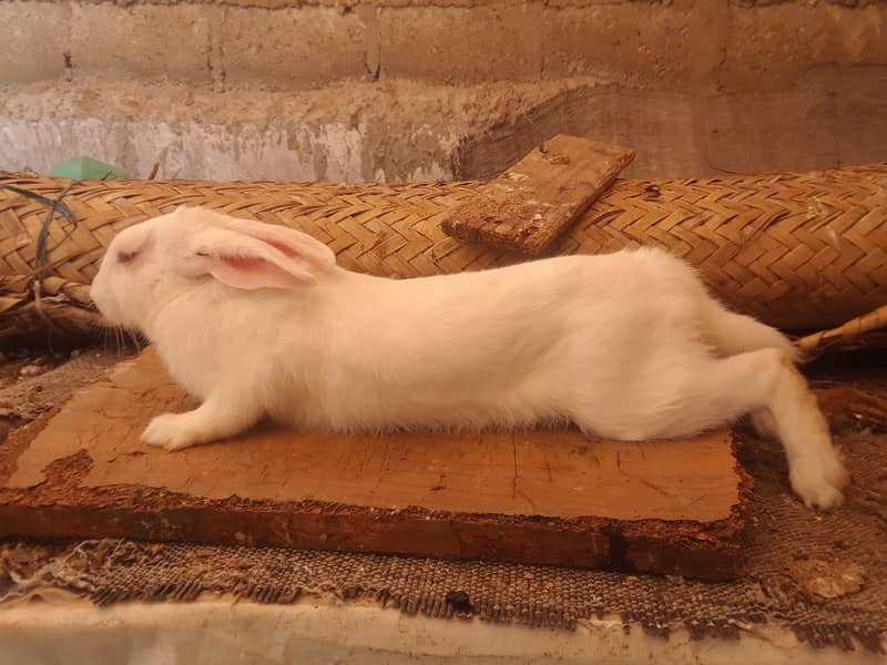 Beautiful breeder rabbits and rabbit babies available 6