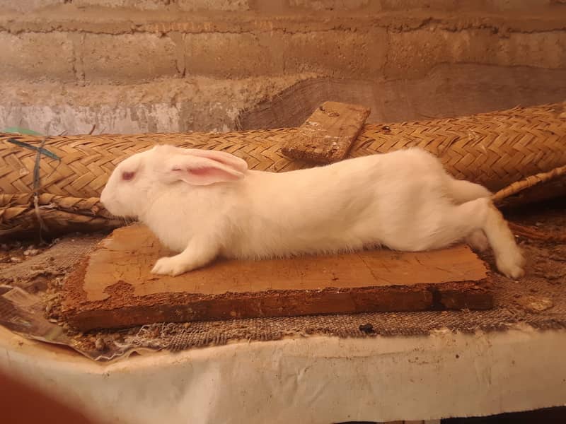 Beautiful breeder rabbits and rabbit babies available 7