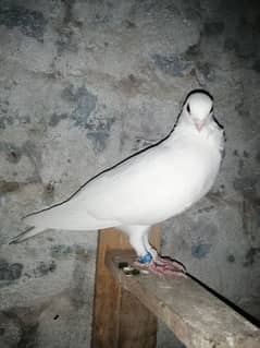 white Irani tie waly pigeons