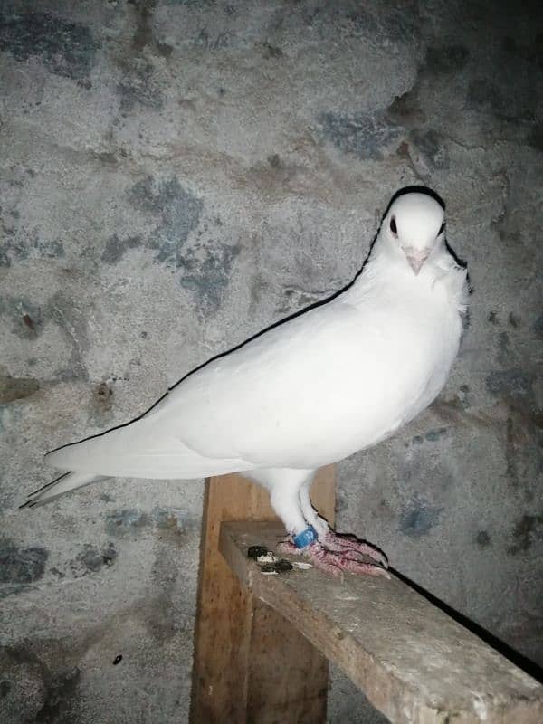 white Irani tie waly pigeons 0