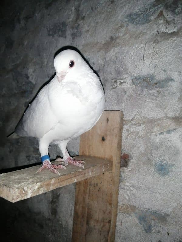 white Irani tie waly pigeons 1