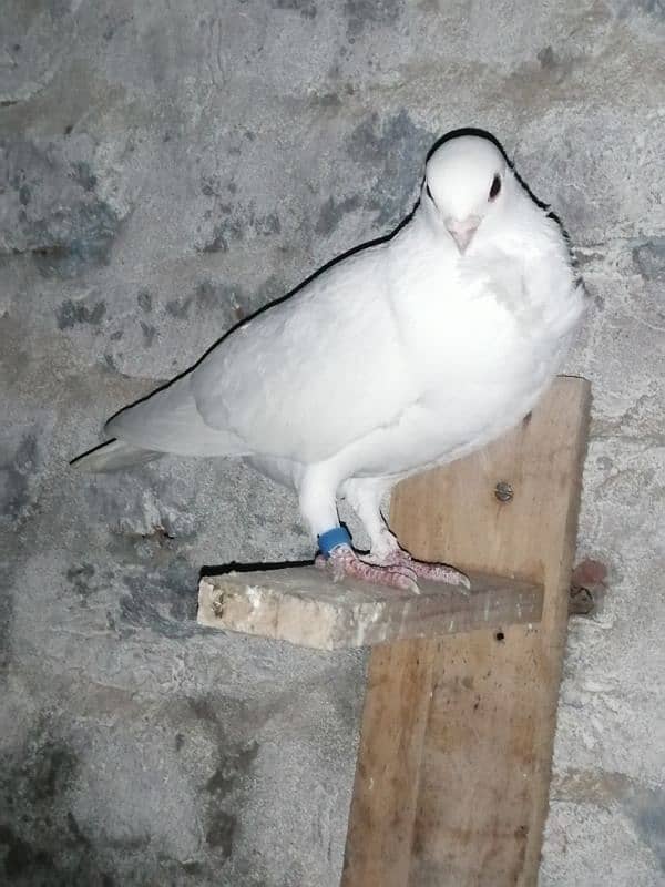 white Irani tie waly pigeons 2