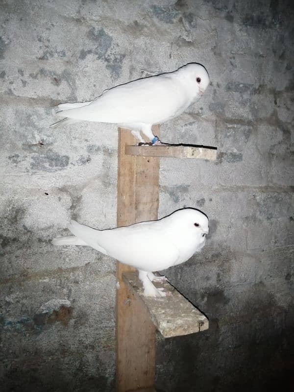 white Irani tie waly pigeons 3