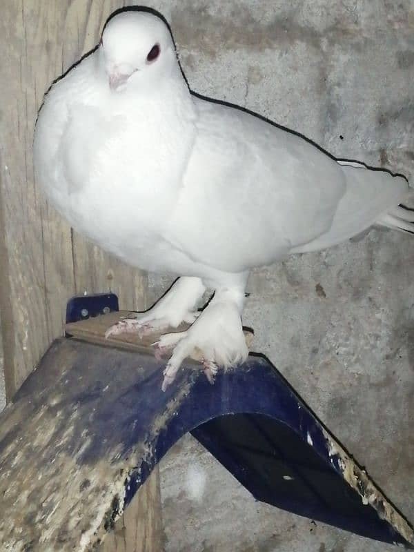 white Irani tie waly pigeons 4