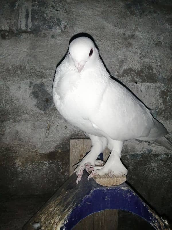 white Irani tie waly pigeons 5