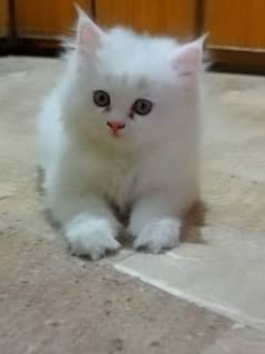 White female Persian kitten